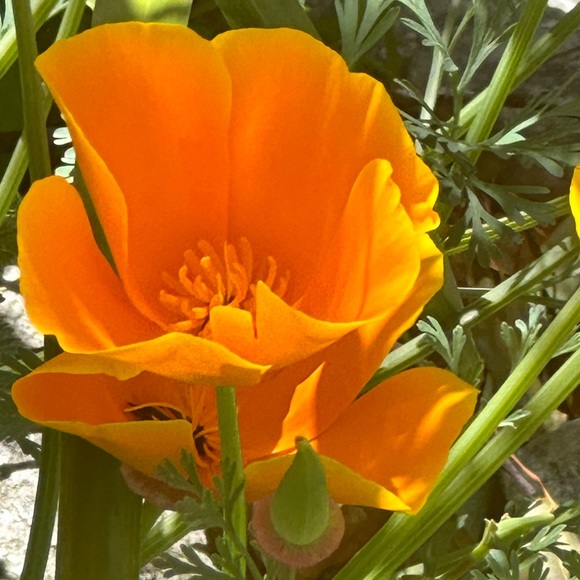 Meet your Posher, Michele - Picture 2 of 8